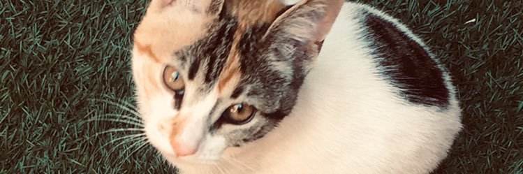 loreber_'s profile banner image