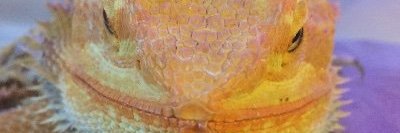 Jibril Stevenson banner