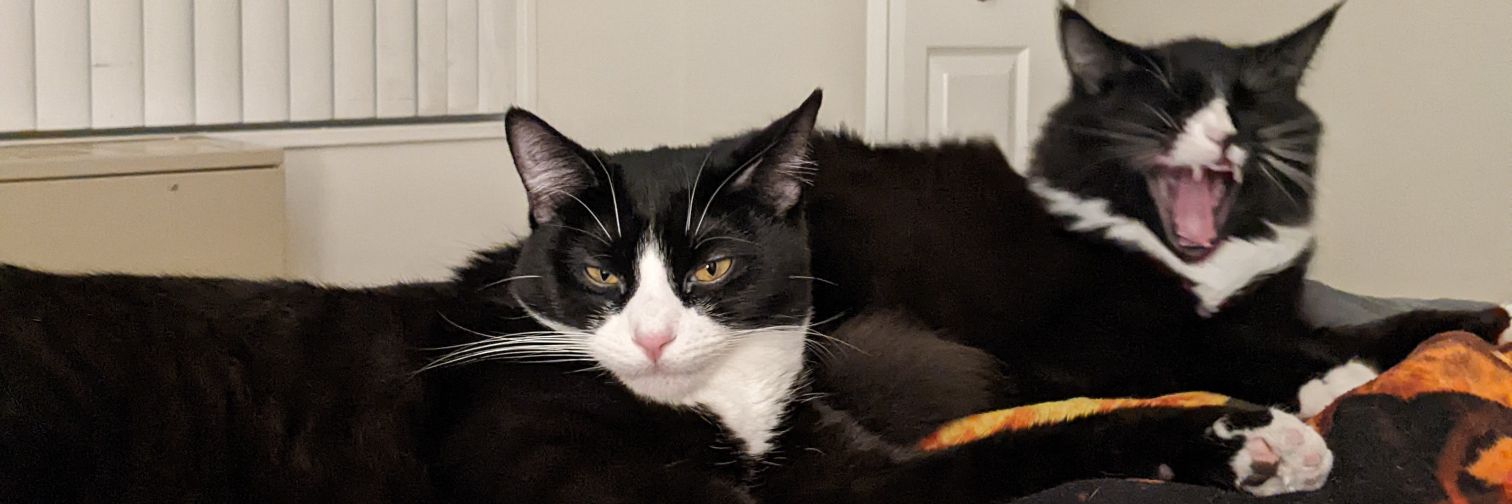 dumbnoodlebrain's profile banner image
