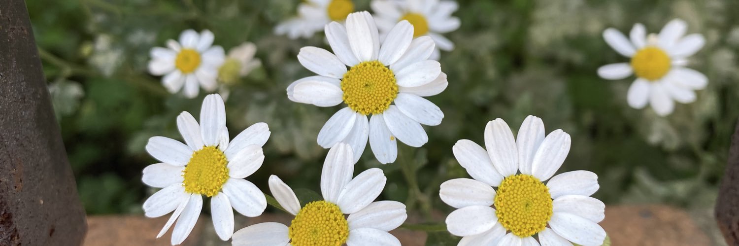 DanielaEspinel's profile banner image