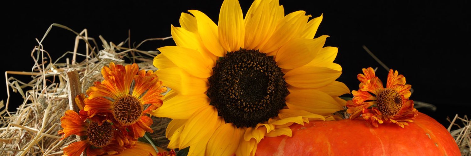tessarella2's profile banner image