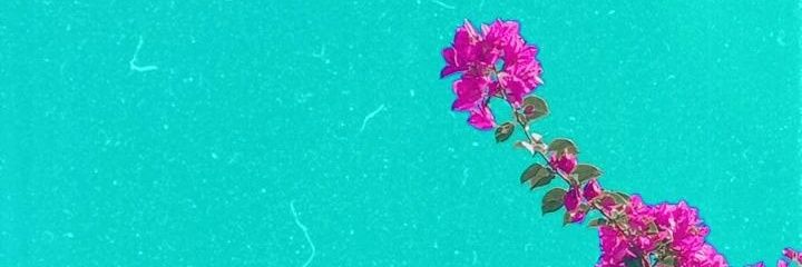 dindindecoco's profile banner image