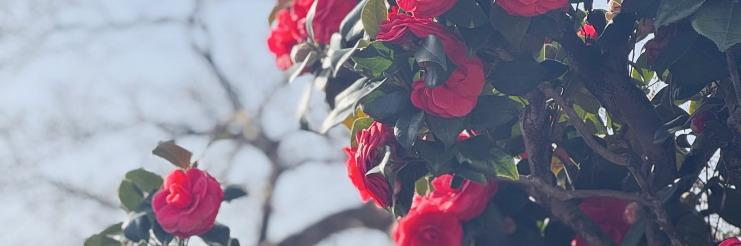 hitsujico3's profile banner image