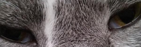 trishbisqueIT Profile Banner