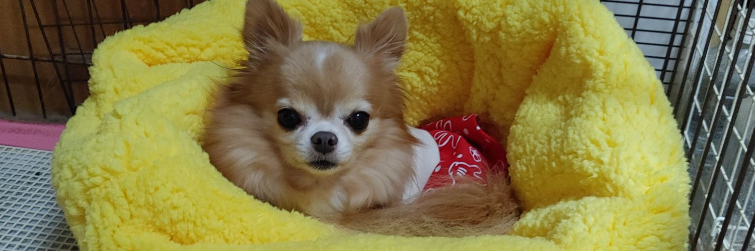 ひめ🌈乃秋🐶羽入🐶ママ☆Yukari banner