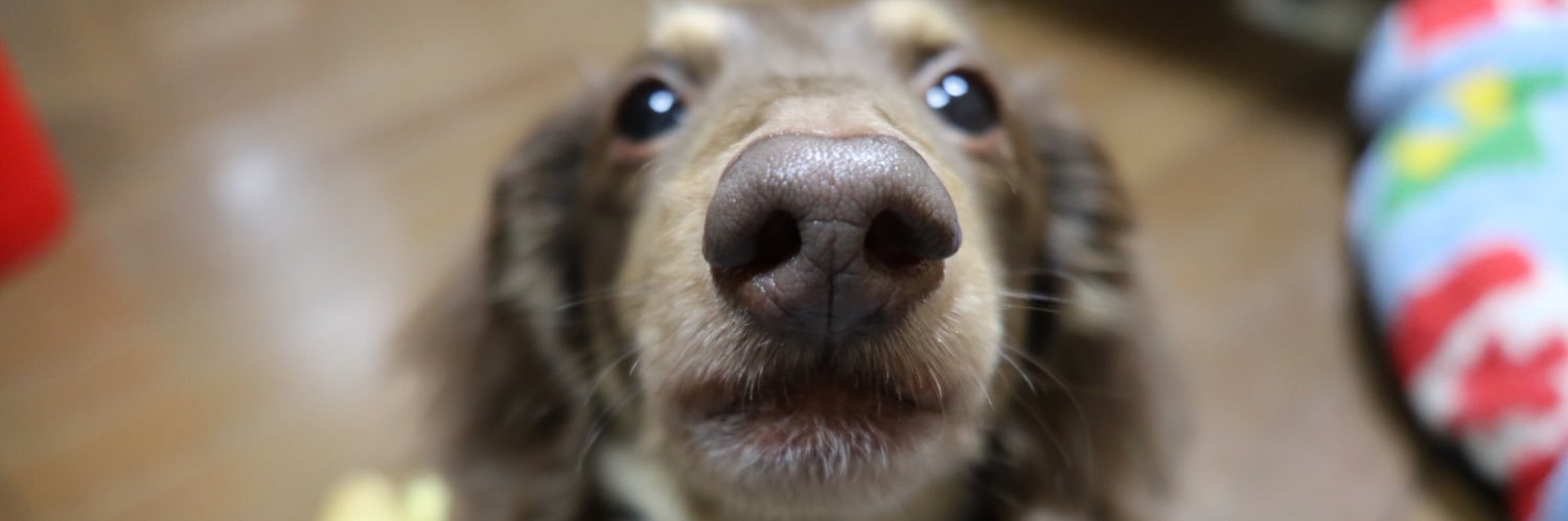 小野さん🇩🇪 banner