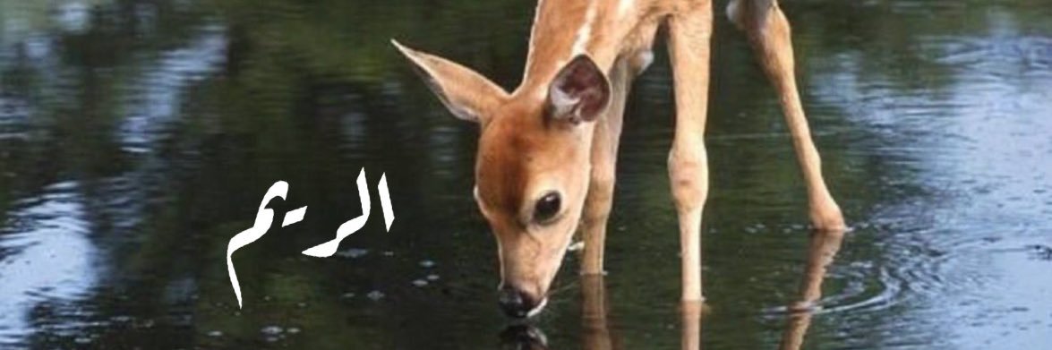 Reem_mf2's profile banner image