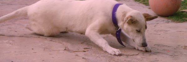 Don Ge💛💛 banner