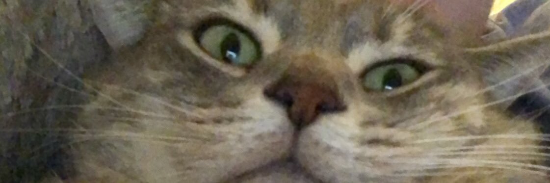 SeeJaneBee's profile banner image