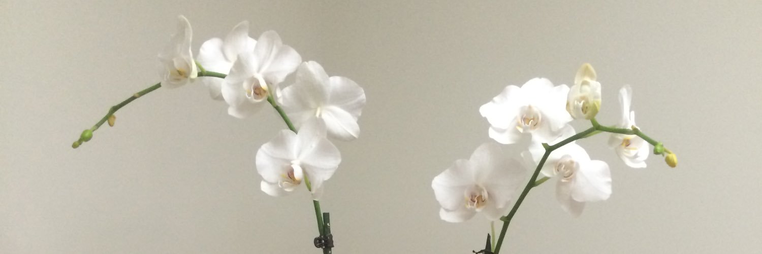 ivy_bel's profile banner image