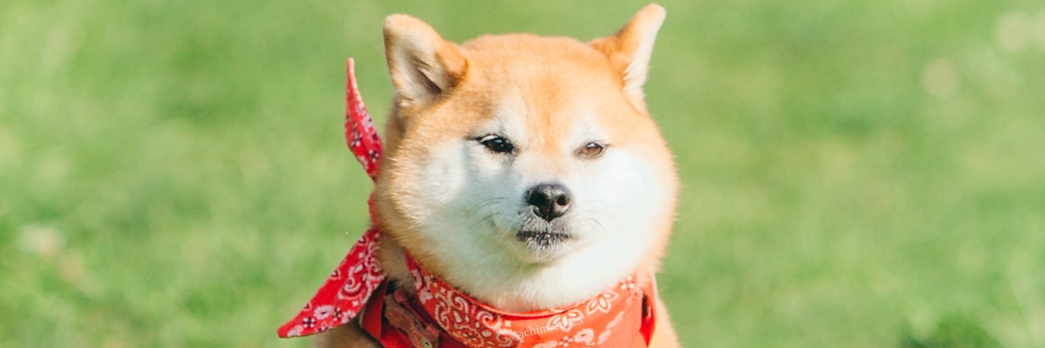 ❄︎赤柴いち❄︎ banner