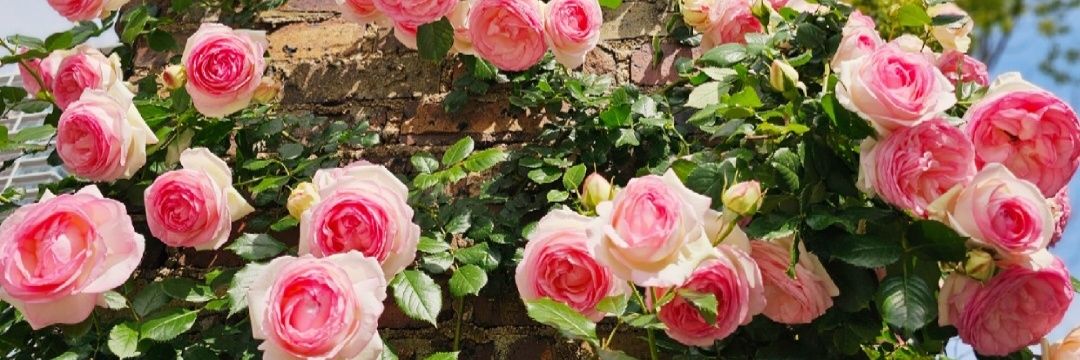 ありんこ♫ banner