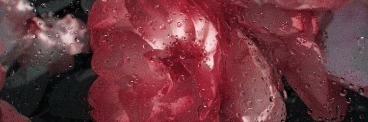 isabelishere's profile banner image
