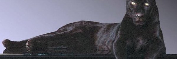 udokaaa Profile Banner