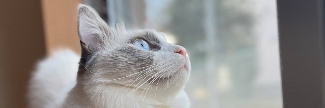 sagatto_1230's profile banner image