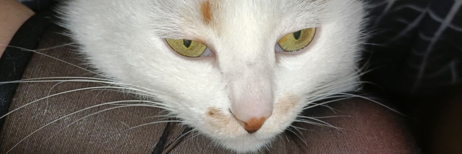 ironygin's profile banner image