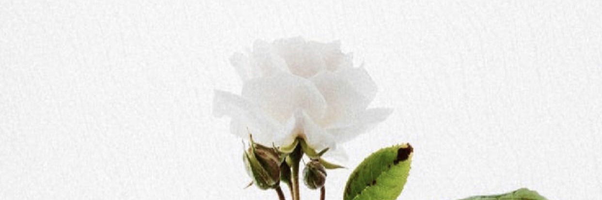 Arm_morn's profile banner image