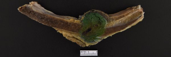 WPathassist Profile Banner