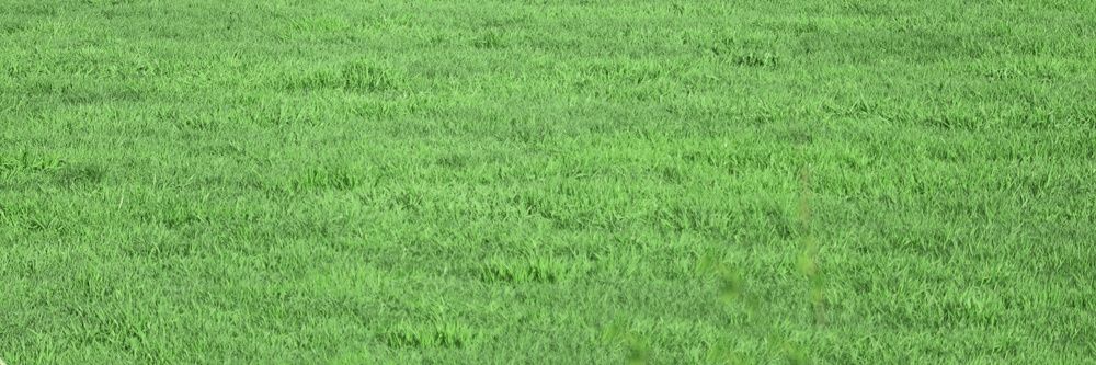 Lemon_86307's profile banner image