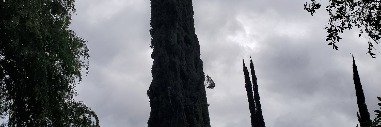 LisaFlies's profile banner image