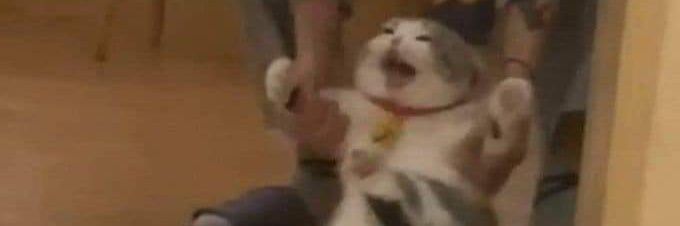 pamela graycastle banner