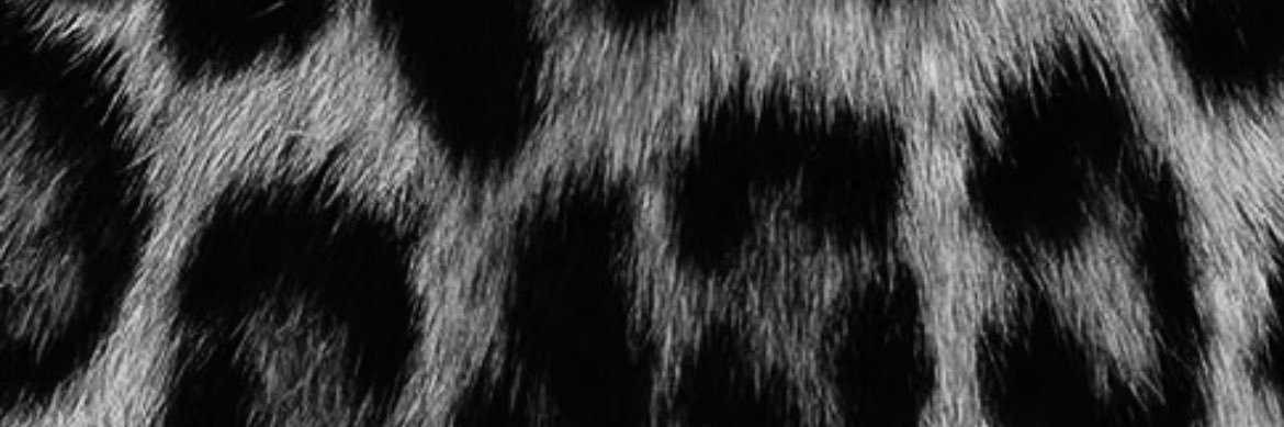 antonellaavila0's profile banner image
