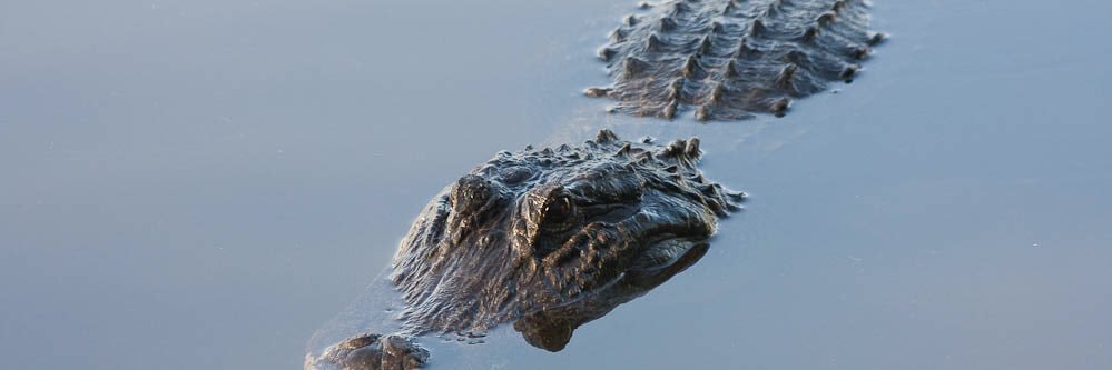 MoreCabell's profile banner image