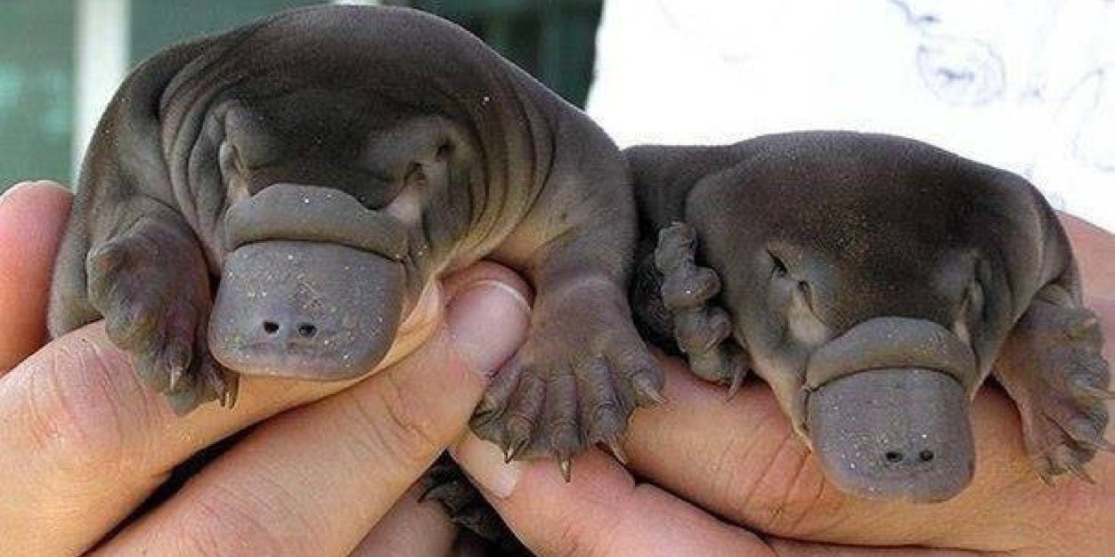 Robert Pettersson banner