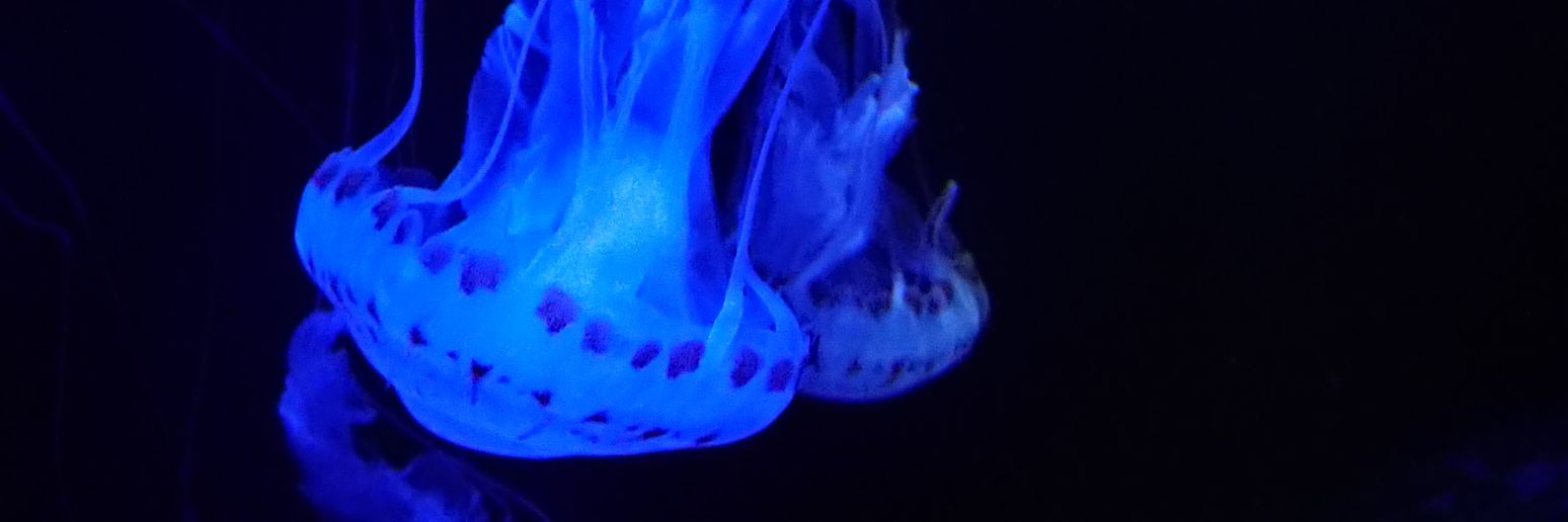 BOOK_EATER_'s profile banner image
