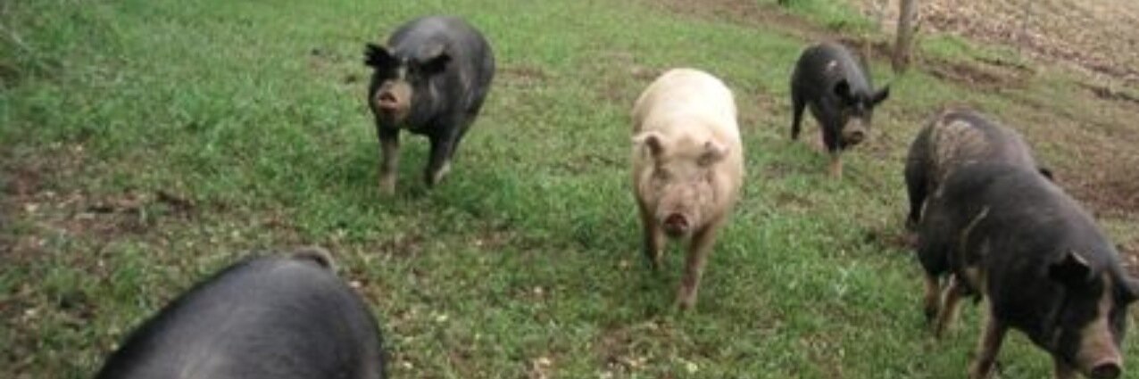 MisterBushPig's profile banner image