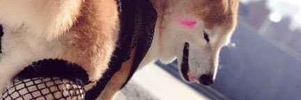 donkeymonkey81's profile banner image