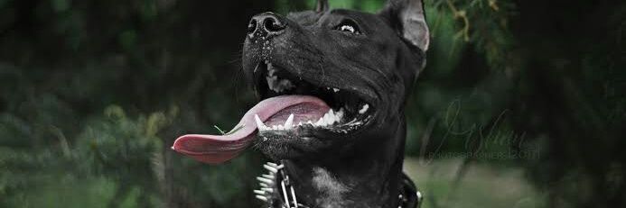 BlackDog banner