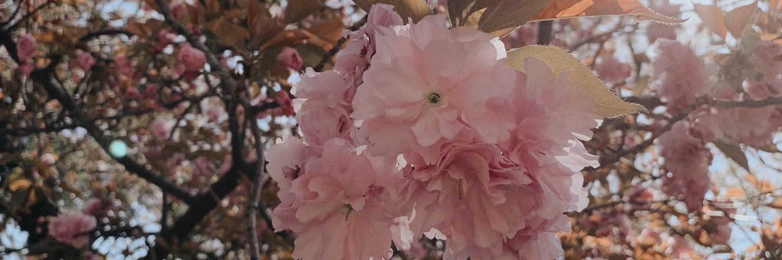 SandraPrasetyaa's profile banner image