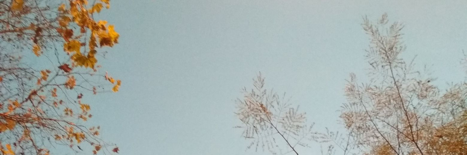 bluenoctua's profile banner image