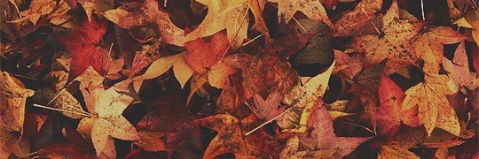 morscorvus's profile banner image