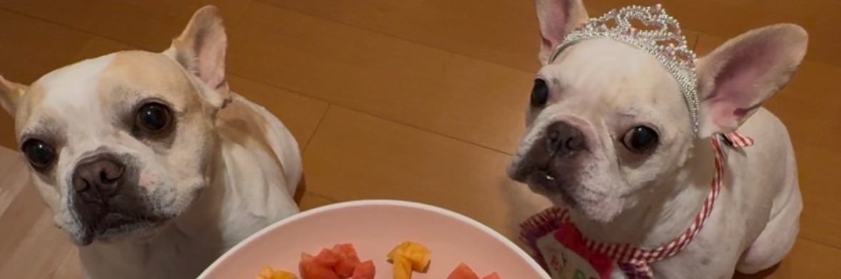 フレンチブルドッグ　ぶーにゃん banner
