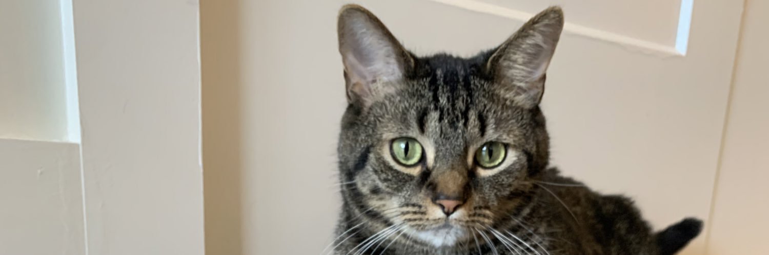 katcampayo's profile banner image