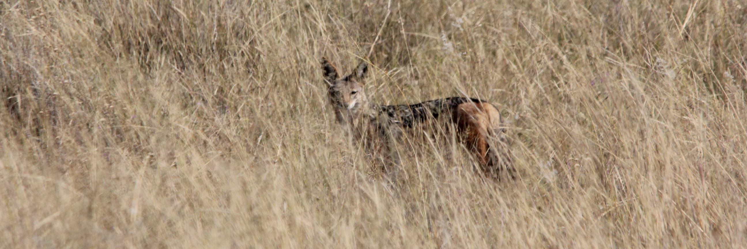 Matthew F. Child banner