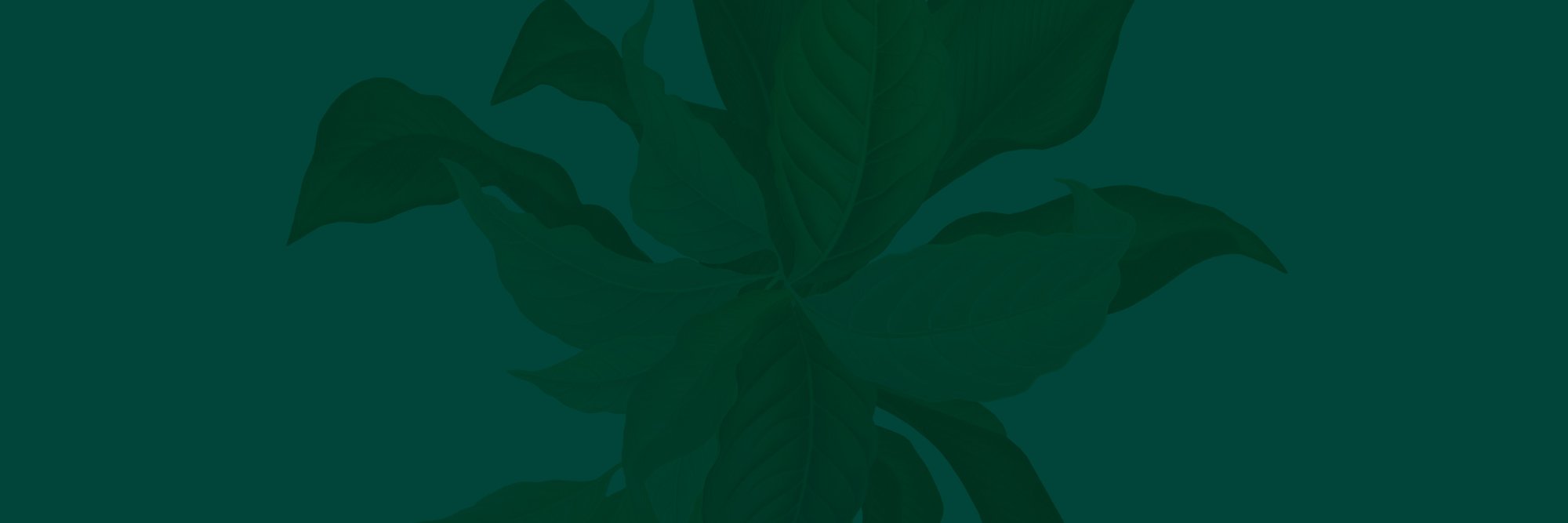 anyNZ's profile banner image