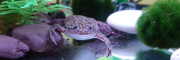 LabWoolner Profile Banner