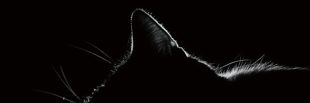 jamesezhao's profile banner image