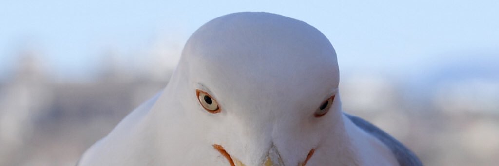 つちのこ banner