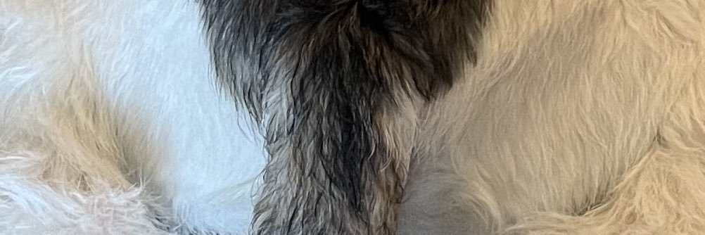 hapihapieiko's profile banner image