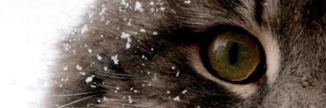 PBDN_Forum's profile banner image