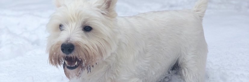 shellypops10's profile banner image