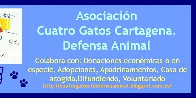 cuatrogatosCT's profile banner image