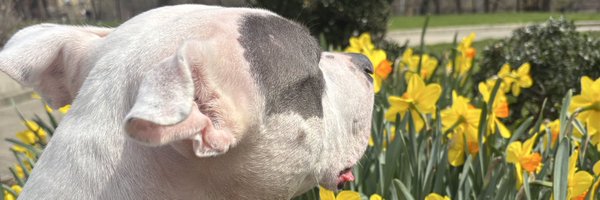 w0lfangg Profile Banner