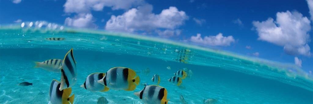 nakama toshio banner