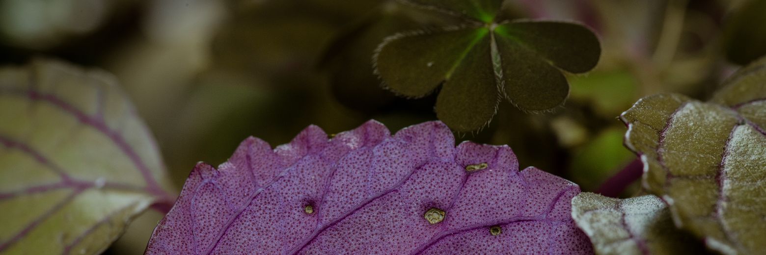 JulioMera's profile banner image