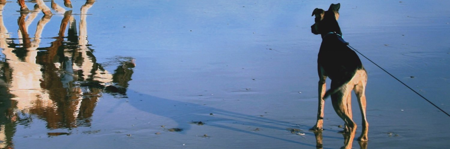 Brian Van Dyck banner